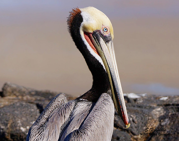 Brown Pelican 6