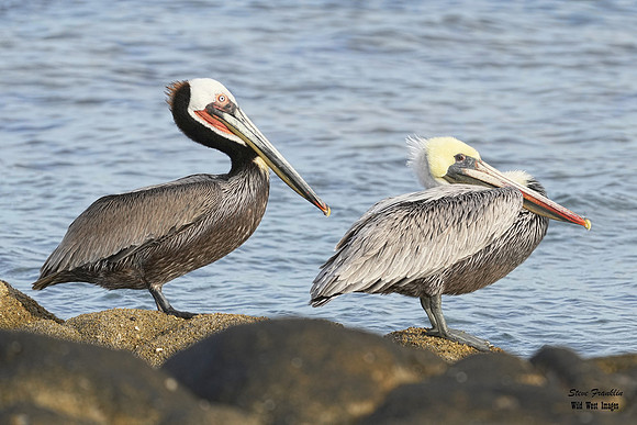 Pelicans 1 det WWI