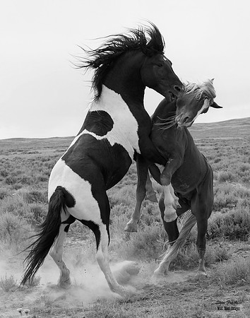 Mustang 9 det WWI BnW II