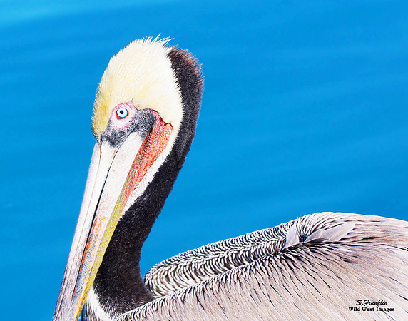 Brown Pelican 5