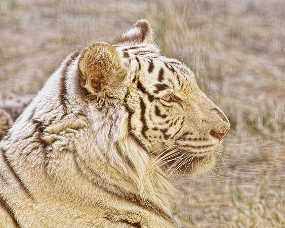 White tiger portrait - det Med