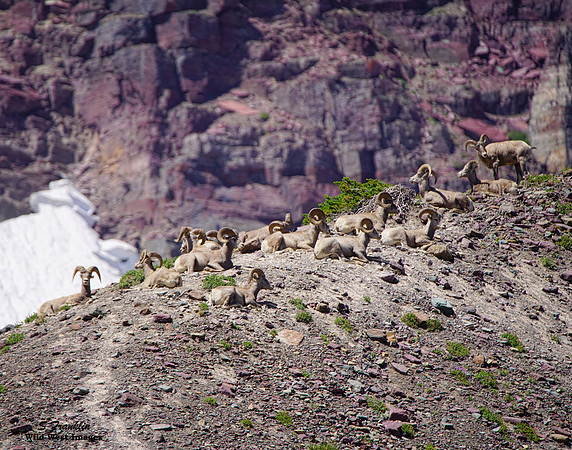 Big Horn Sheep 9