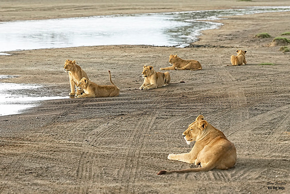 Lions lazing 1 det WWI
