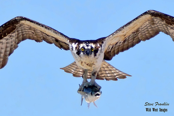 Osprey Fish 2 det 18x12 det WWI
