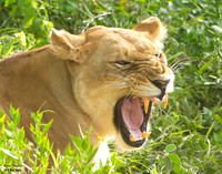 Lion Snarl 3 det + WWI