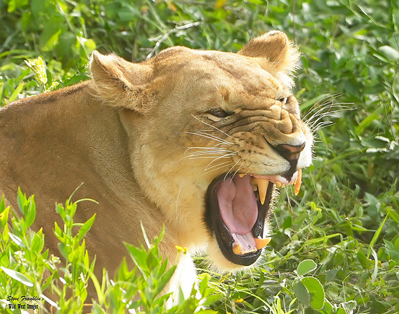 Lion Snarl 3 det + WWI