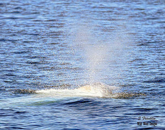 Grey Whale Spout 4 det WWI