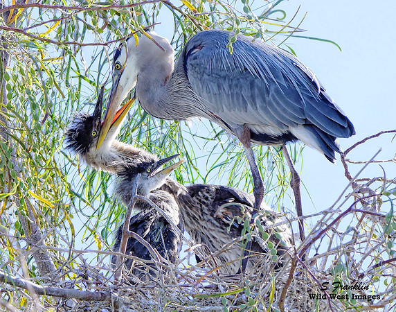 Blue Heron feeding 1