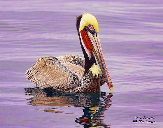 Brown Pelican 8