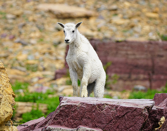 White Mountain Goat kid 4
