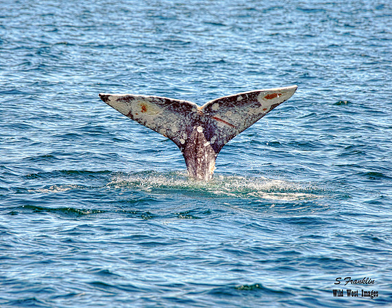 Grey Whale Tail 1 det WWI