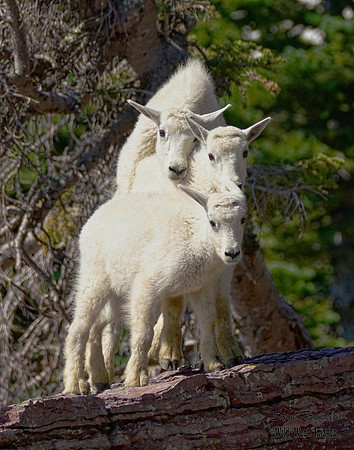 Mt Goat 7A det WWI
