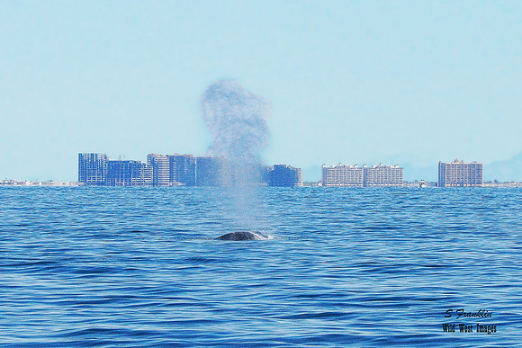 Fin Whale 3 condos 30x20 det WWI