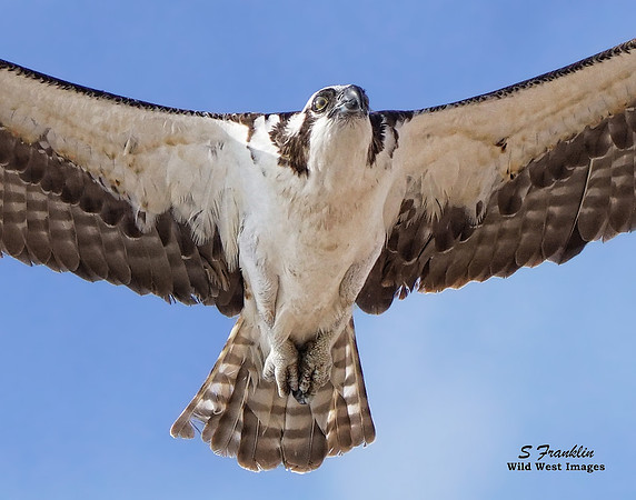 Osprey in flight 2a + det WWI
