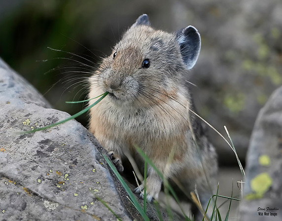 Pika 1 det WWI