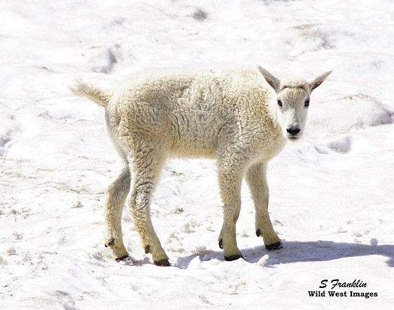 Goat kid snow 1 det WWI