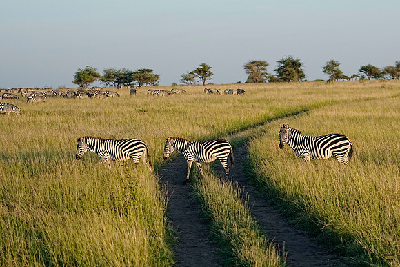 Zebra Sunrise 1 det WWI