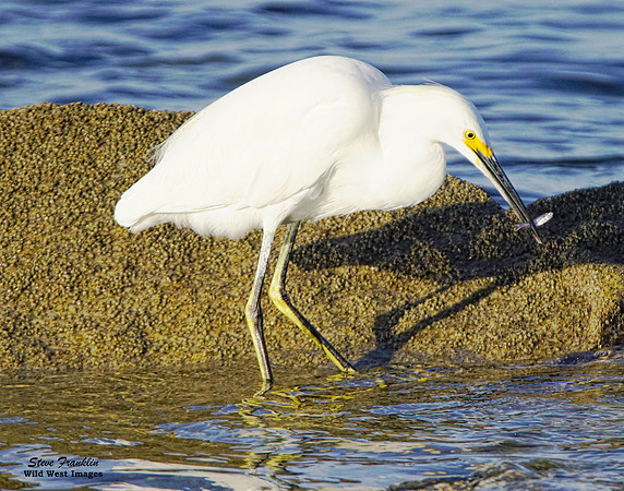 Snowy Egret with Fish 4