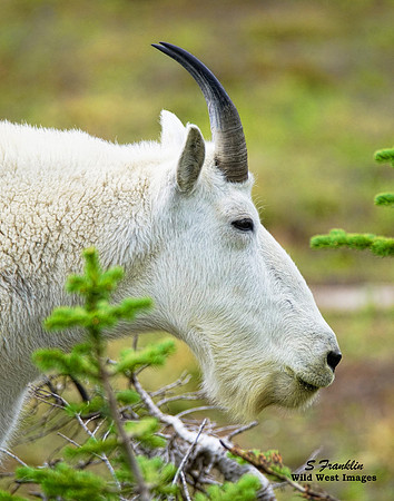 White Mountain Goat 8