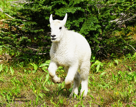 White Mountain Goat kid 1