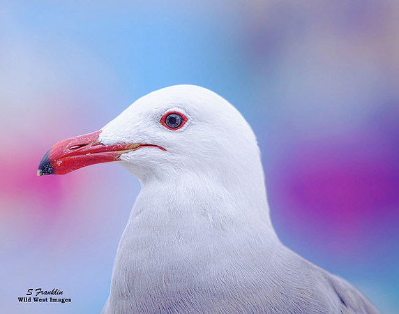 Sea Gull 1