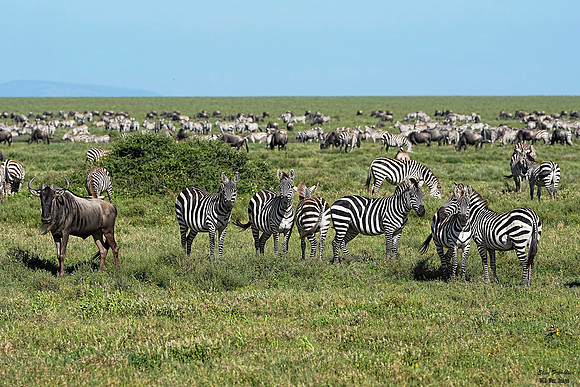 Zebra herd 1 det WWI