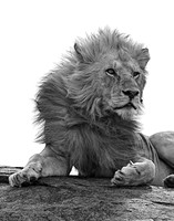 Lion BnW 1 det WWI.jpg lighter