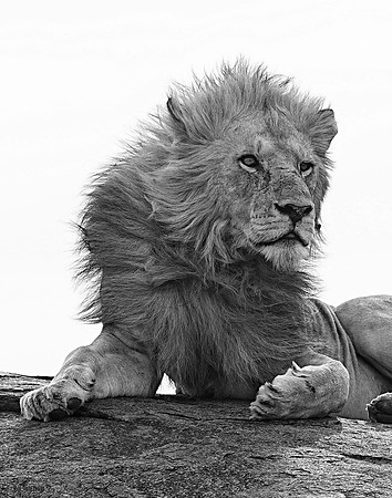 Lion BnW 1 det WWI.jpg lighter