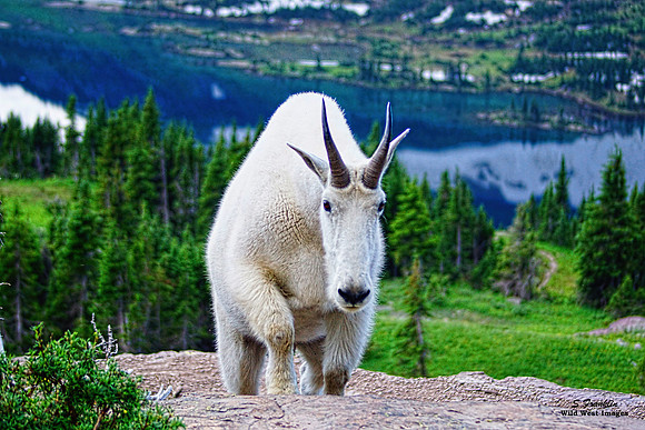 White Mountain Goat at Hidden lake Glacier N.P.