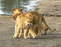 Lion Snarl 2 det WWI