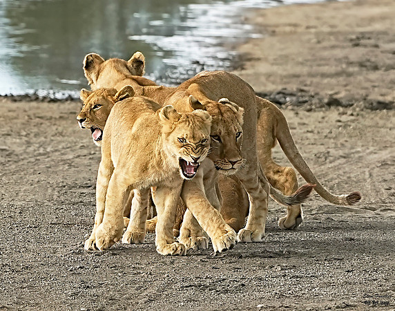 Lion Snarl 2 det WWI