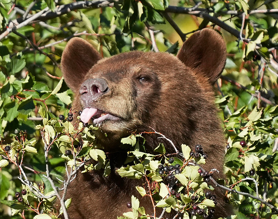 Black Bear n berries 4 det WWI