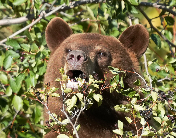 Black Bear n berries 3A det WWI