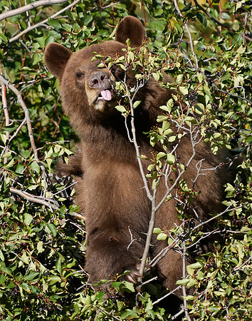 Black Bear n berries 6 det WWI
