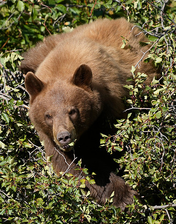 Black Bear n berries 10 det WWI