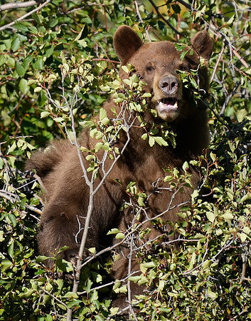 Black Bear n berries 8 det WWI
