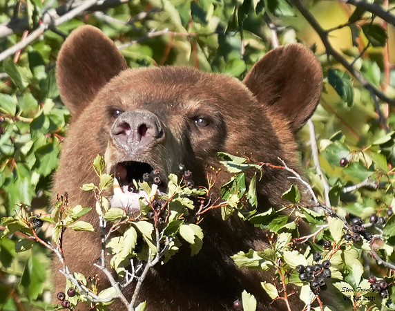 Black Bear n berries 3B det WWI