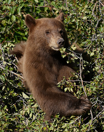 Black Bear n berries 1 det WWI