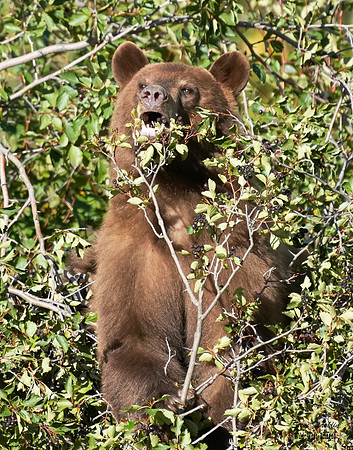 Black Bear n berries 3 det WWI