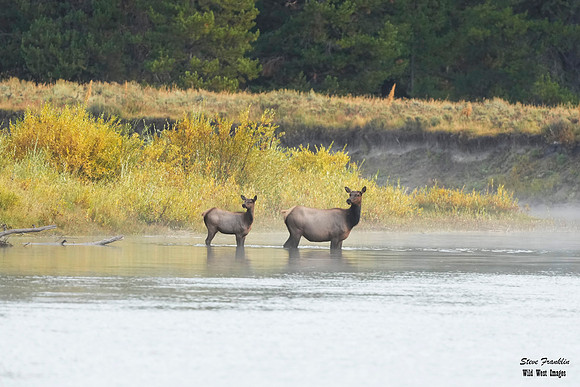 Elk Crossing 3 det WWI