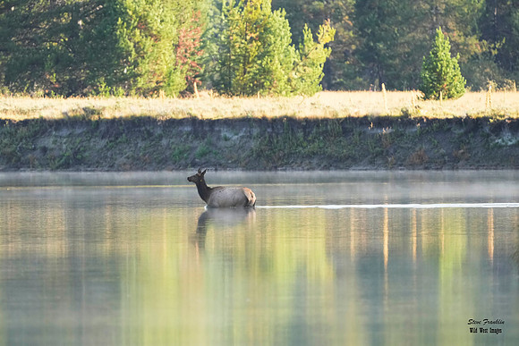 Elk Crossing 5 det WWI