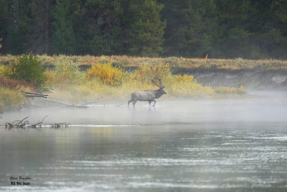 Elk Crossing 24 det WWI