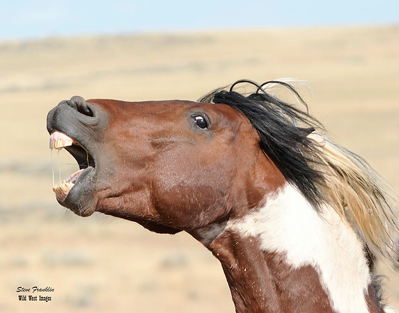 Mustang Cody 33 det WWI