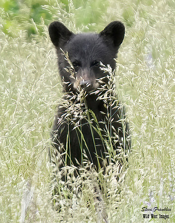 Black Bear 3+ det WWI