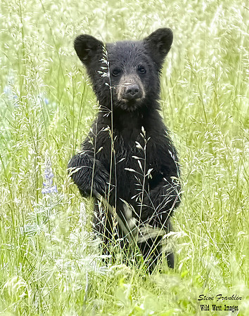 Black Bear 2A det WWI