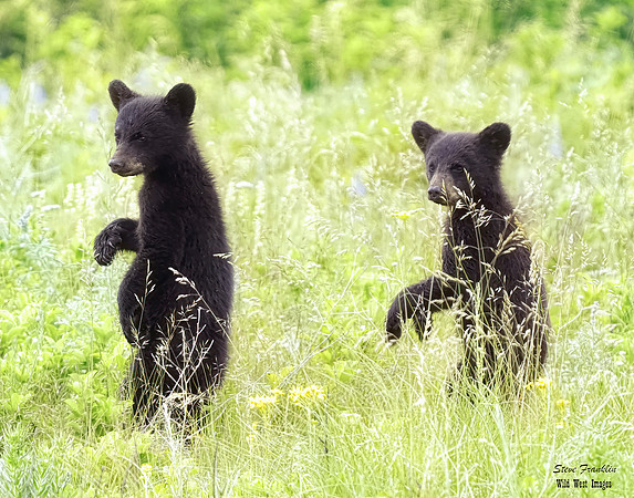 Black Bear 2 det WWI