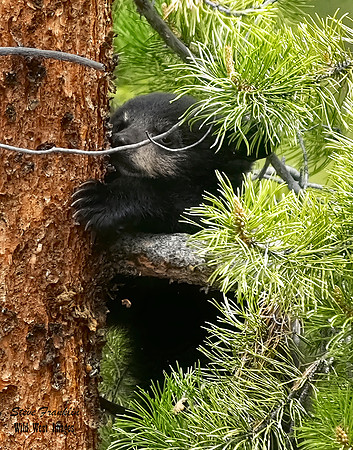 Black Bear Cubs 5 det WWI