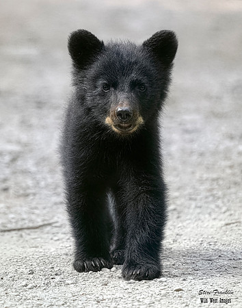 Black Bear Glacier 9 det WWI