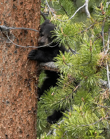 Black Bear Cubs 1 det WWI