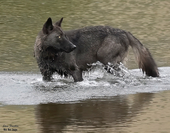 Black Wolf crossing 7 det WWI